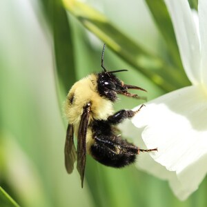 May include: A close-up of a bumblebee on a white flower. The bee has a fuzzy, yellow and black body. The flower is white with a yellow center. Green leaves and stems are in the background.