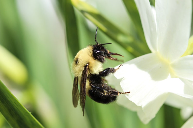 May include: A close-up of a bumblebee on a white flower. The bee has a fuzzy, yellow and black body. The flower is white with a yellow center. Green leaves and stems are in the background.