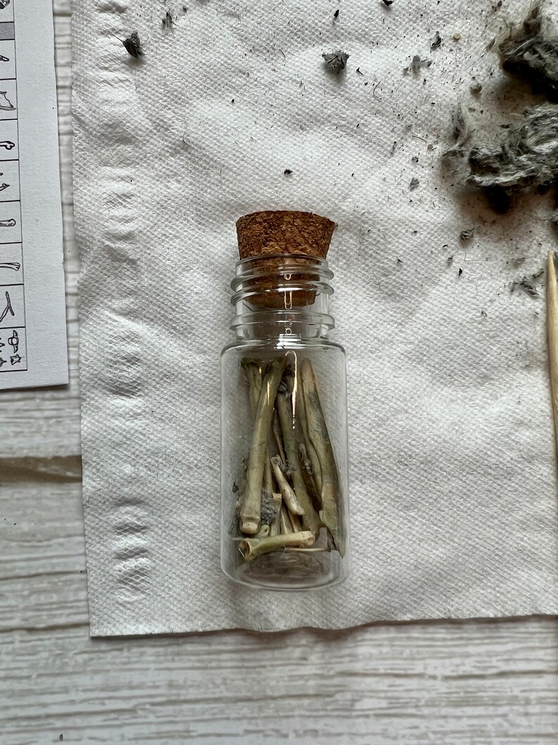 Medium Owl Pellets for Sale 12 // Free Shipping // Owl Pellet Only