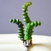 Worm Succulent Ring Made With Plastic Fake Plants
