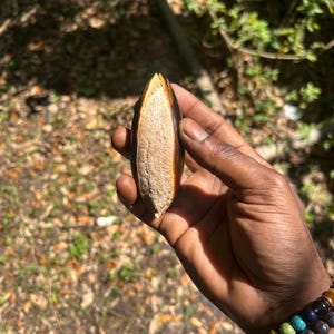 Mamey Seed