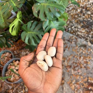 Fresh Jackfruit Seeds