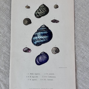 Antique 1850 Shell Book Plate