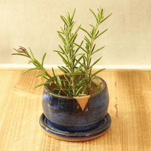 May include: A small, round, blue ceramic pot with a matching saucer, holding fresh rosemary sprigs. The pot has a brown triangle accent. The plant is on a wooden surface.