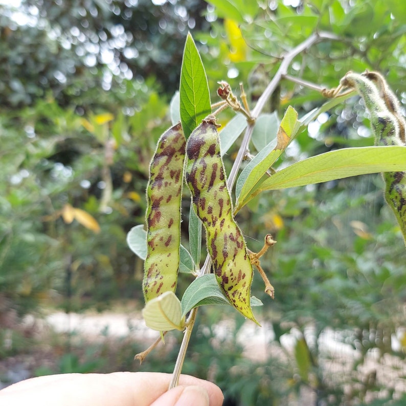 Black Pigeon Pea Gandules 25 seeds Cajanus Cajan Organic Tropical image 5