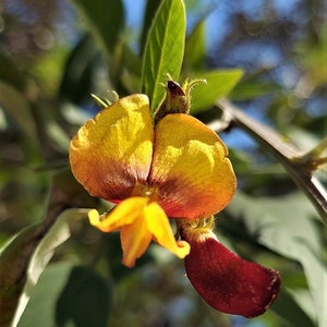 Black Pigeon Pea Gandules 25 seeds Cajanus Cajan Organic Tropical image 7