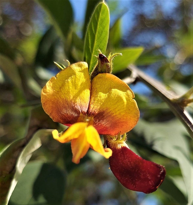 Black Pigeon Pea Gandules 25 seeds Cajanus Cajan Organic Tropical image 7