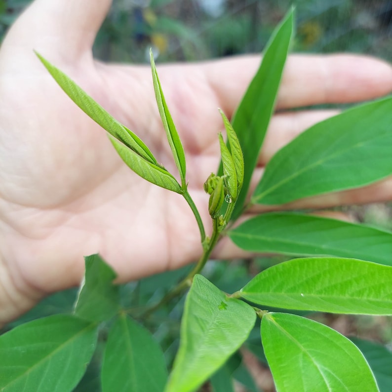 Black Pigeon Pea Gandules 25 seeds Cajanus Cajan Organic Tropical image 4