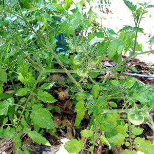 Everglades Tomato seeds Solanum pimpinellifolium Organic image 3