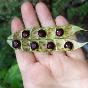 Black Pigeon Pea Gandules 25 seeds Cajanus Cajan Organic Tropical image 1