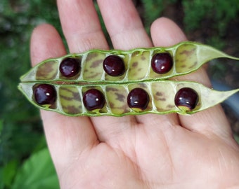 Black Pigeon Pea – Gandules 25 seeds Cajanus Cajan Organic