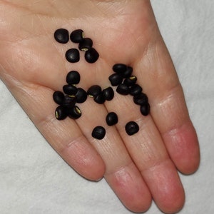 Black Pigeon Pea Gandules 25 seeds Cajanus Cajan Organic Tropical image 6