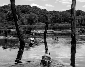 Anmutiger Schwan im Wasser Fotografie - Schwarzweiße Vogelwandkunst, Naturfotodruck, elegantes Dekor