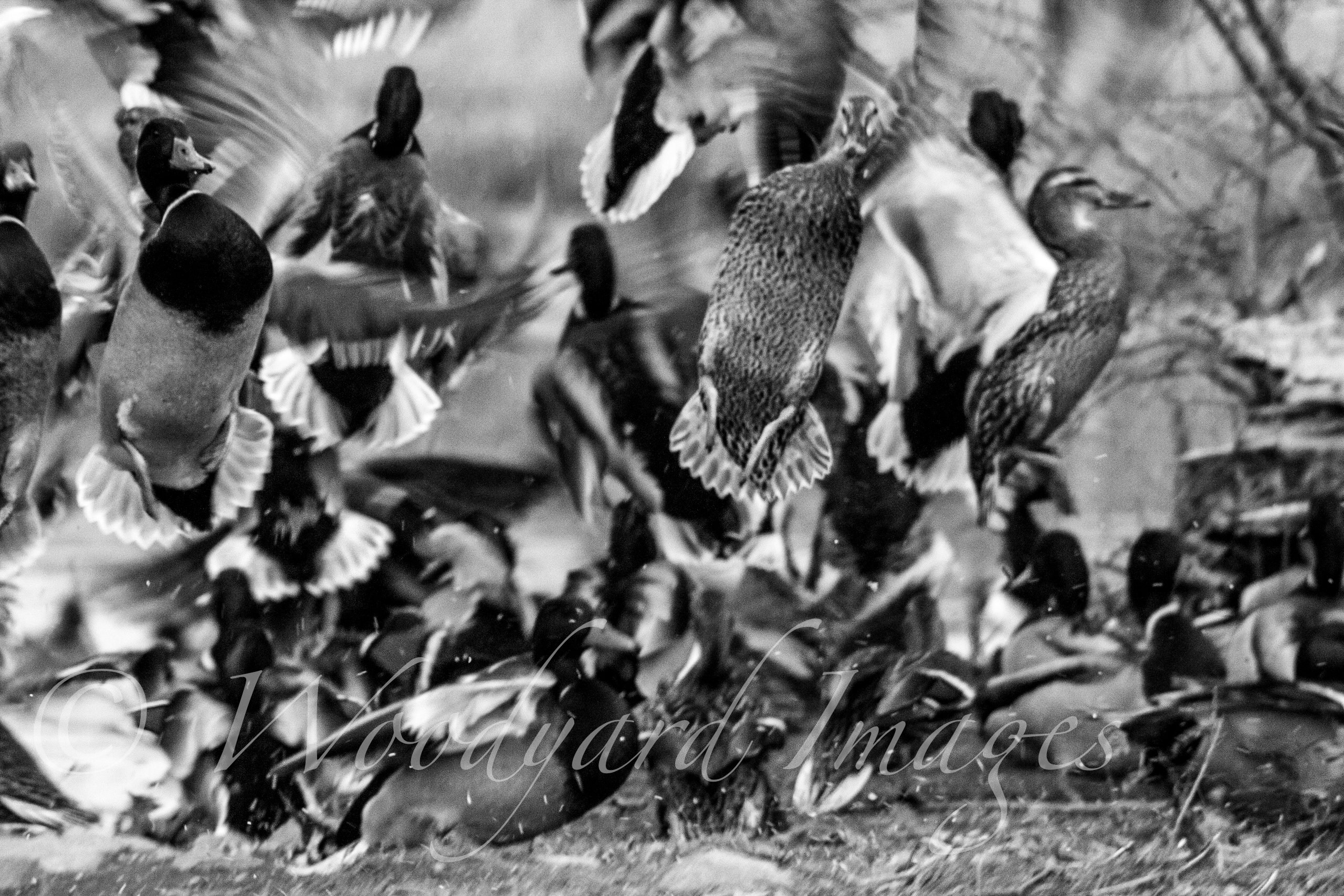 Ducks in Flight Photography- Monochrome Bird Wall Art, Nature Sky Photo Print, Elegant Home Decor