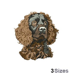 Puede incluir: Un perro American Water Spaniel marrón y negro con pelo rizado. El perro está mirando hacia la derecha de la imagen.