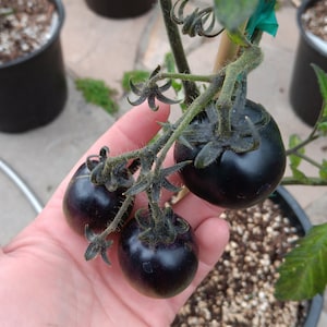 Puede incluir: Tres tomates de color morado oscuro creciendo en una vid. Los tomates son redondos y lisos, y est&aacute;n rodeados de hojas verdes.
