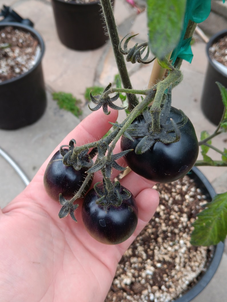 Puede incluir: Tres tomates de color morado oscuro creciendo en una vid. Los tomates son redondos y lisos, y est&aacute;n rodeados de hojas verdes.