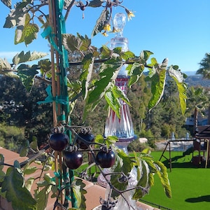 Puede incluir: Una planta de tomate en maceta con tomates de color morado oscuro que crecen en un enrejado. La planta est&aacute; en una maceta marr&oacute;n y est&aacute; creciendo en un lugar soleado. Una botella de vidrio decorativa est&aacute; detr&aacute;s de la planta.