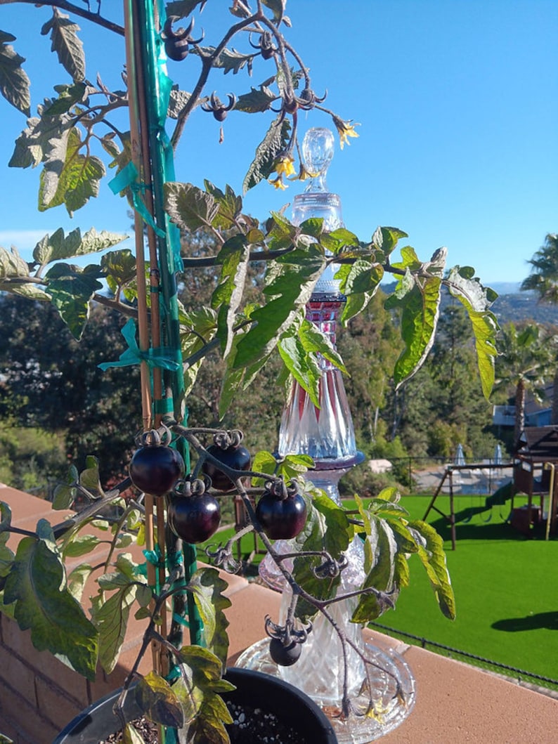 Puede incluir: Una planta de tomate en maceta con tomates de color morado oscuro que crecen en un enrejado. La planta est&aacute; en una maceta marr&oacute;n y est&aacute; creciendo en un lugar soleado. Una botella de vidrio decorativa est&aacute; detr&aacute;s de la planta.