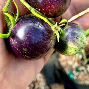 Semillas de tomate cherry azul tradicional, variedad de tomate cherry grande (35 unidades). Instrucciones incluidas. imagen 2