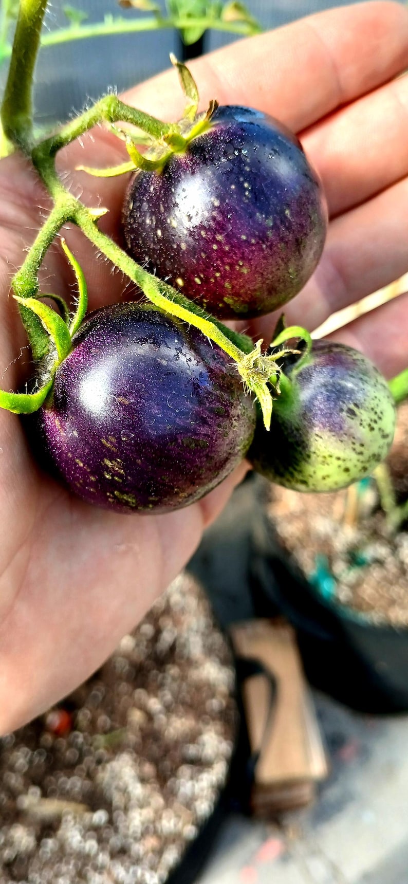 Semillas de tomate cherry azul tradicional, variedad de tomate cherry grande (35 unidades). Instrucciones incluidas. imagen 2