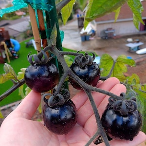 Puede incluir: Primer plano de cuatro tomates de color morado oscuro creciendo en una vid. Los tomates son redondos y tienen un aspecto brillante y h&uacute;medo.