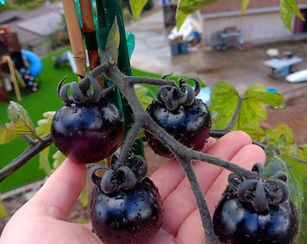 Heirloom Blue Cherry Tomato Seeds, Large Cherry Tomato Variety (35 Count) Instructions Included