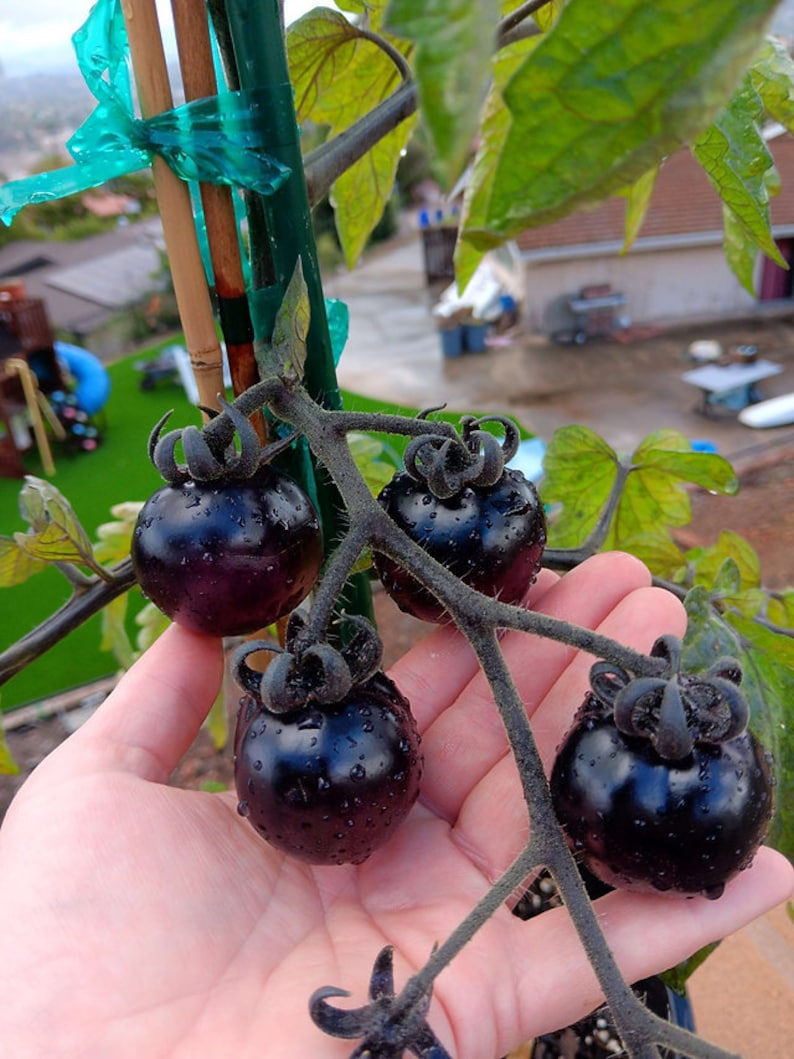 Puede incluir: Primer plano de cuatro tomates de color morado oscuro creciendo en una vid. Los tomates son redondos y tienen un aspecto brillante y h&uacute;medo.