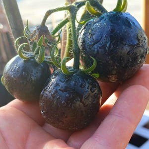 Semillas de tomate cherry azul tradicional, variedad de tomate cherry grande (35 unidades). Instrucciones incluidas. imagen 7