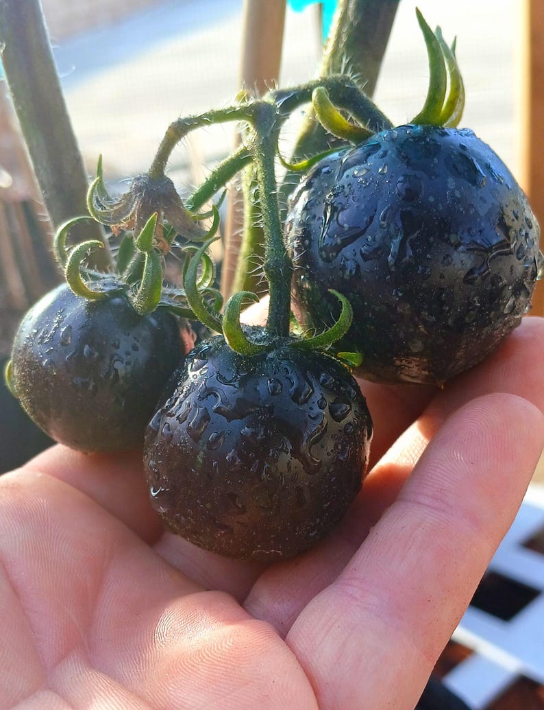 Semillas de tomate cherry azul tradicional, variedad de tomate cherry grande (35 unidades). Instrucciones incluidas. imagen 7
