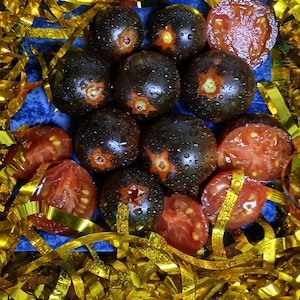 Semillas de tomate cherry azul tradicional, variedad de tomate cherry grande (35 unidades). Instrucciones incluidas. imagen 6