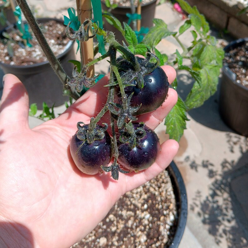 Puede incluir: Tres tomates antiguos de color p&uacute;rpura oscuro creciendo en una vid. Los tomates son redondos y tienen una piel lisa.