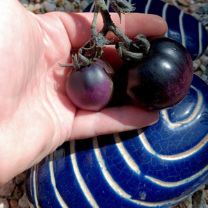Puede incluir: Dos tomates maduros, de color morado oscuro, uno ligeramente m&aacute;s grande que el otro, se sostienen en una mano. Los tomates descansan sobre una superficie de cer&aacute;mica azul y blanca.