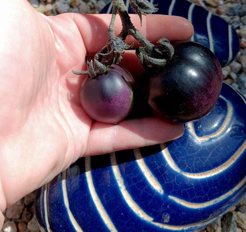 Puede incluir: Dos tomates maduros, de color morado oscuro, uno ligeramente m&aacute;s grande que el otro, se sostienen en una mano. Los tomates descansan sobre una superficie de cer&aacute;mica azul y blanca.