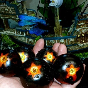 Semillas de tomate cherry azul tradicional, variedad de tomate cherry grande (35 unidades). Instrucciones incluidas. imagen 3