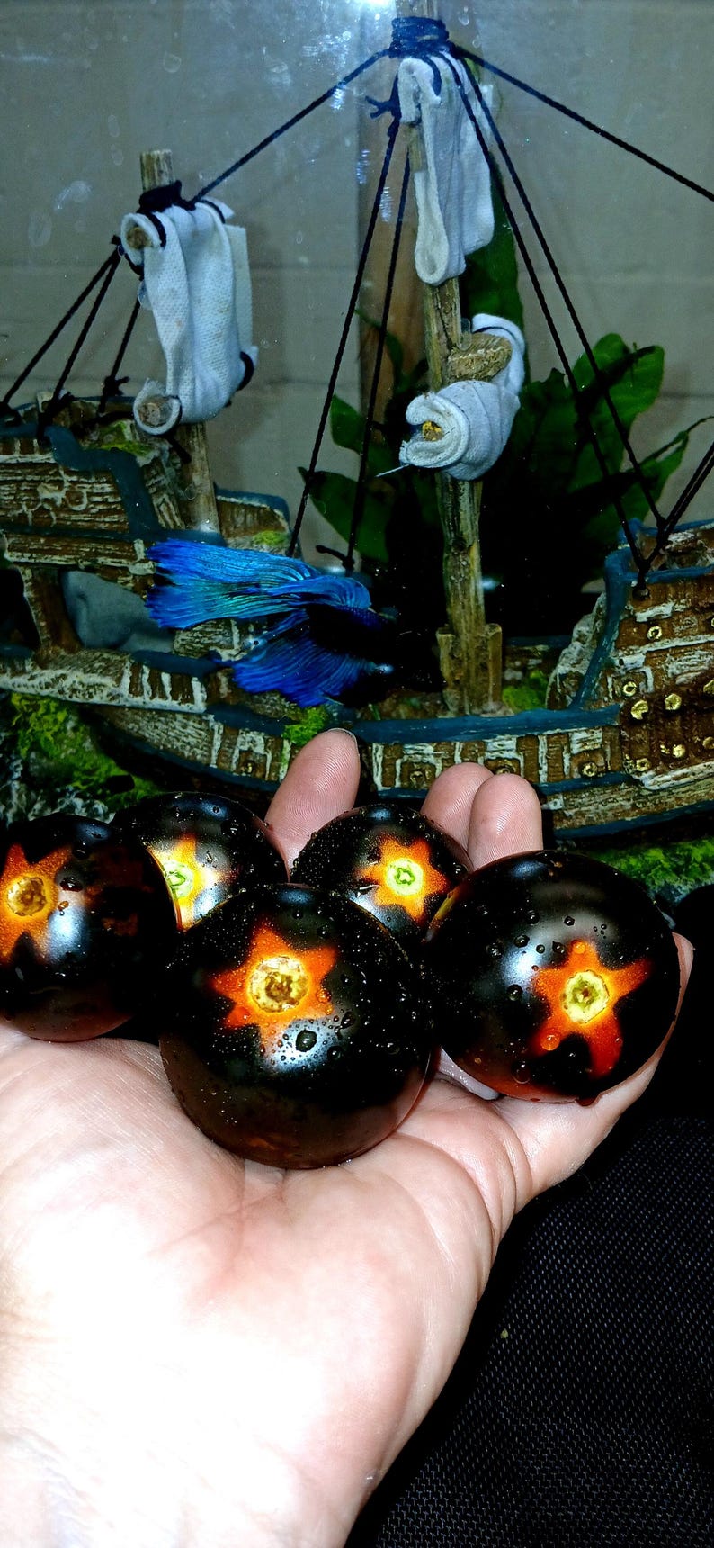 Semillas de tomate cherry azul tradicional, variedad de tomate cherry grande (35 unidades). Instrucciones incluidas. imagen 3