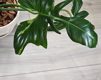 Philodendron Golden Dragon Variegated