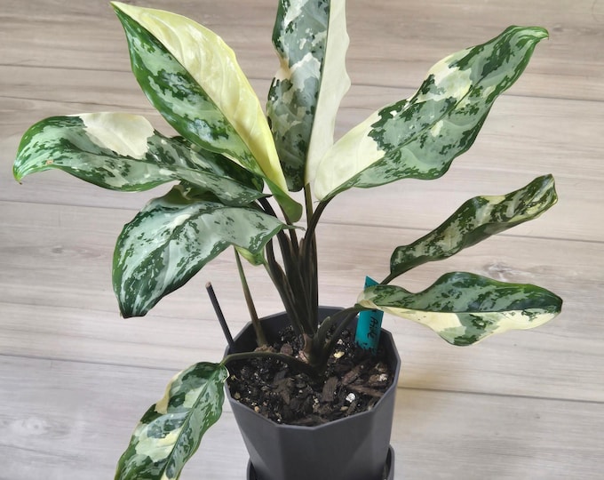 Th2-14156 Reserved for Mayra Aglaonema manila's pride main image 0