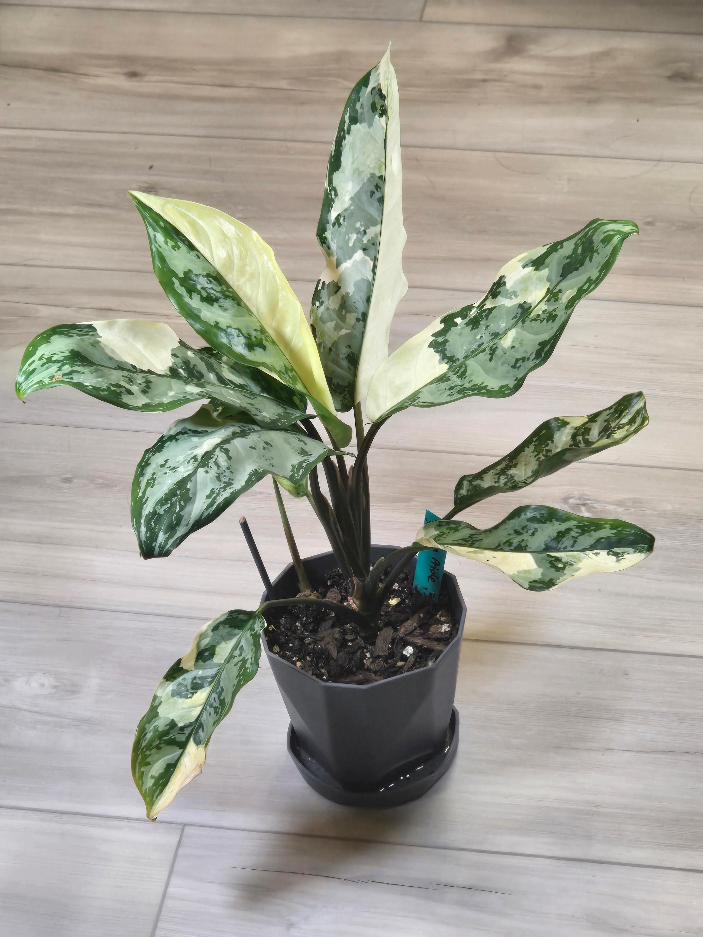 Special Offer on Aglaonema Manila Pride 5″ Pot - Thailand's