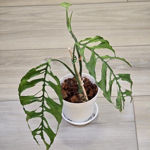 Monstera Obliqua Peru