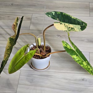 Philodendron Billietiae Variegated