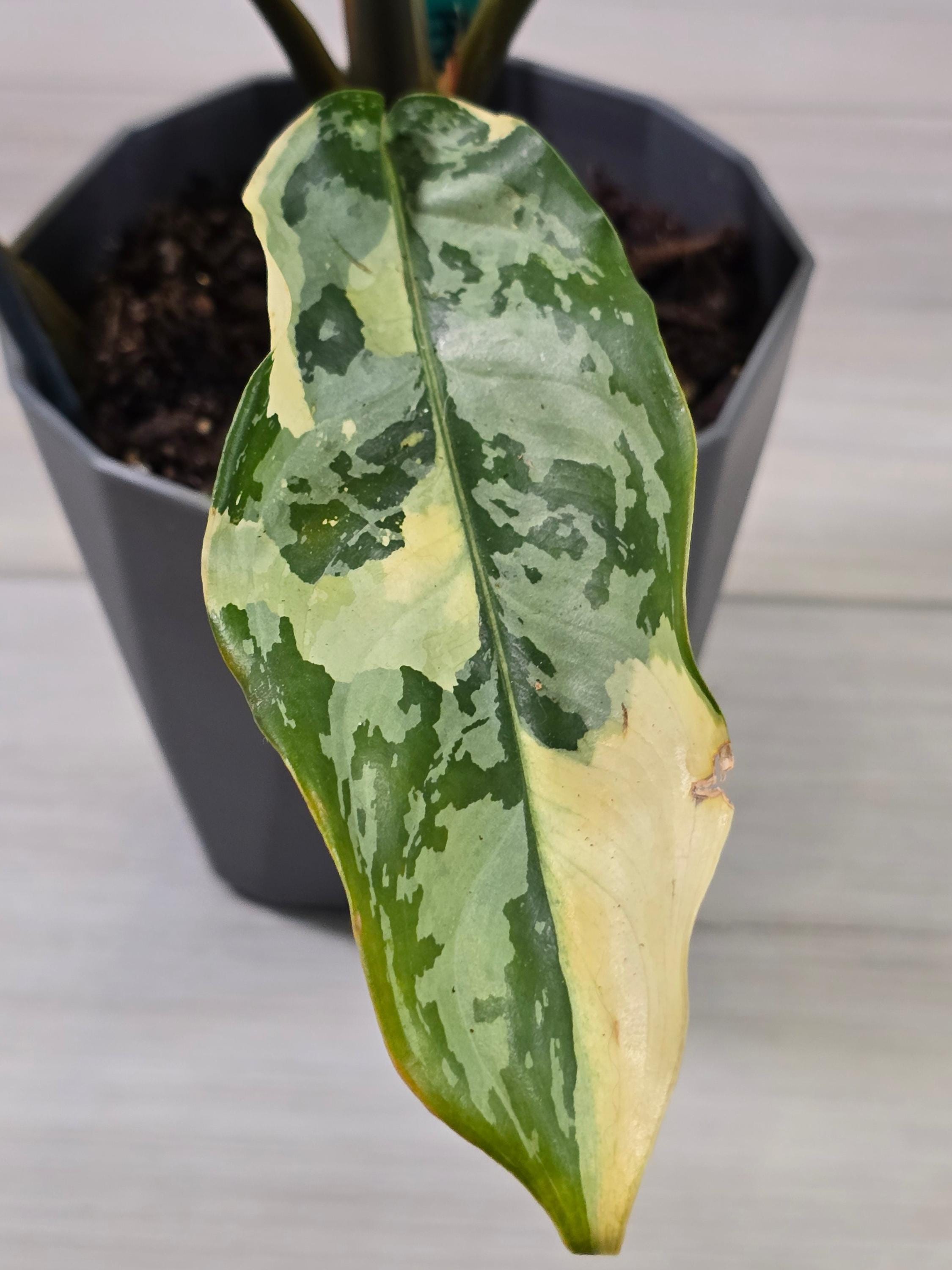 Aglaonema Manila Pride - Etsy