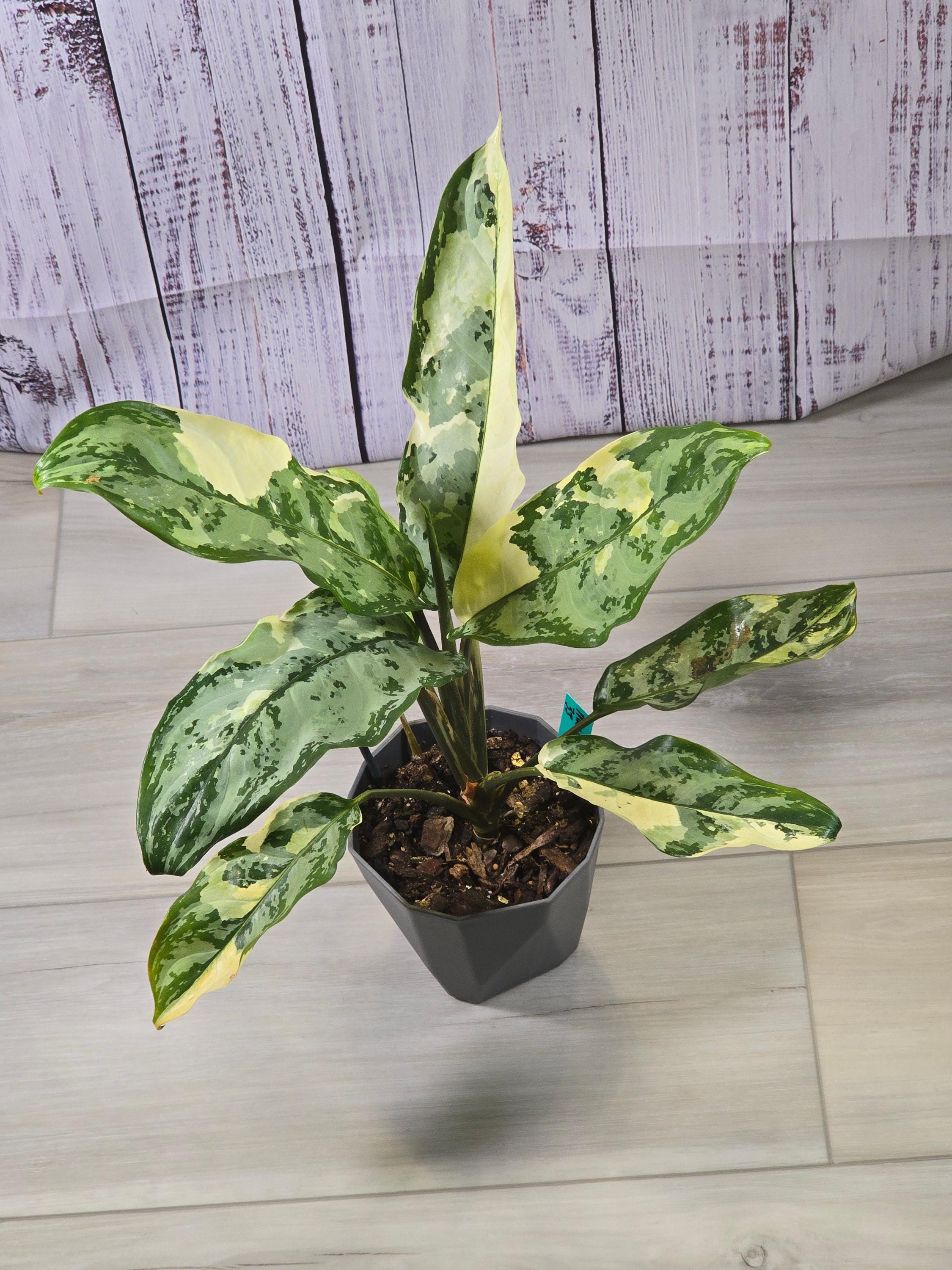 Aglaonema Manila Pride Variegated