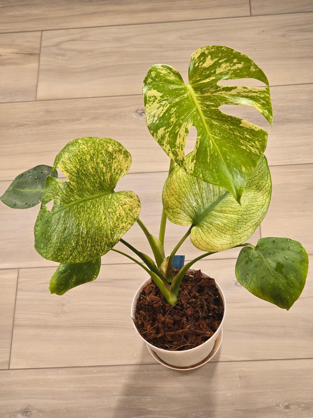 Monstera Mint Large Form #468 - Etsy