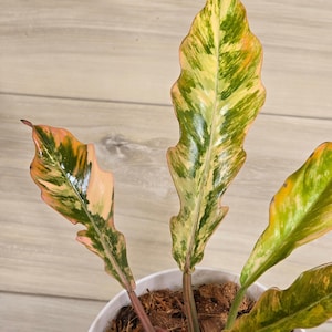 Philodendron Caramel Marble #483