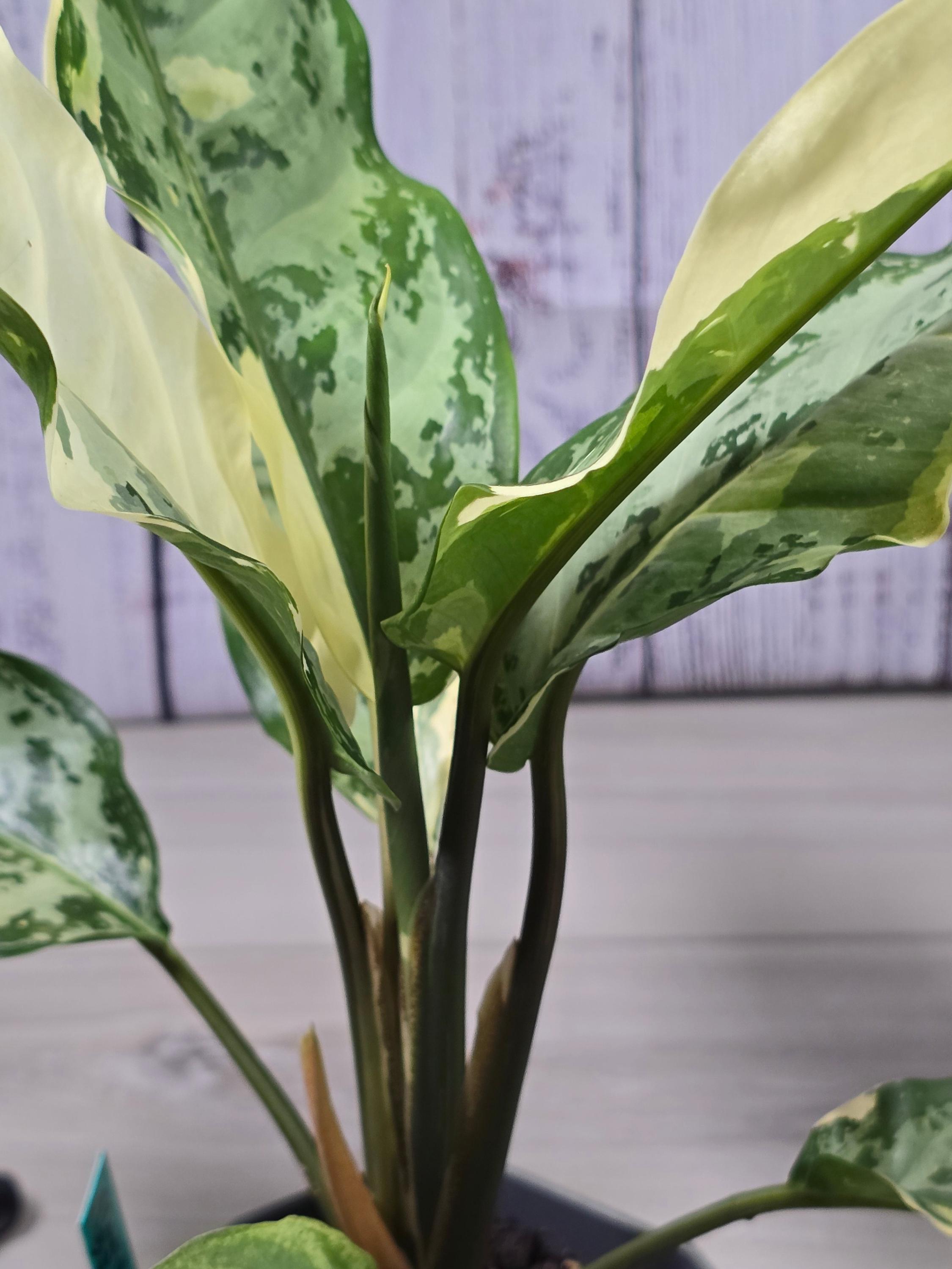 Aglaonema Manila Pride - Etsy