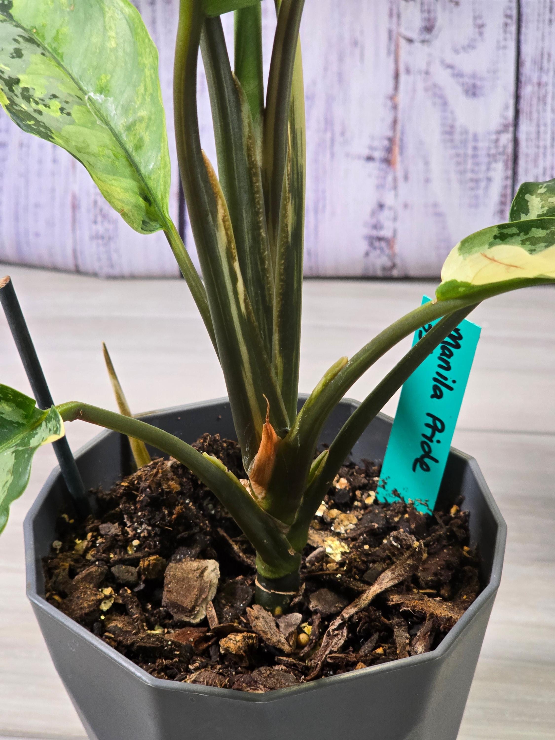 Aglaonema Manila Pride - Etsy