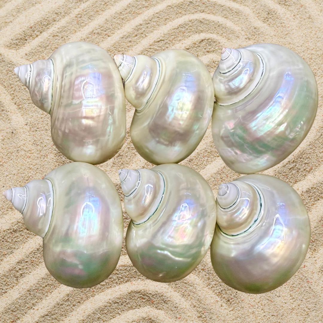 Hermit Crab Shell, Polished Pearl Turbo Hermit Crab Shell, Shells