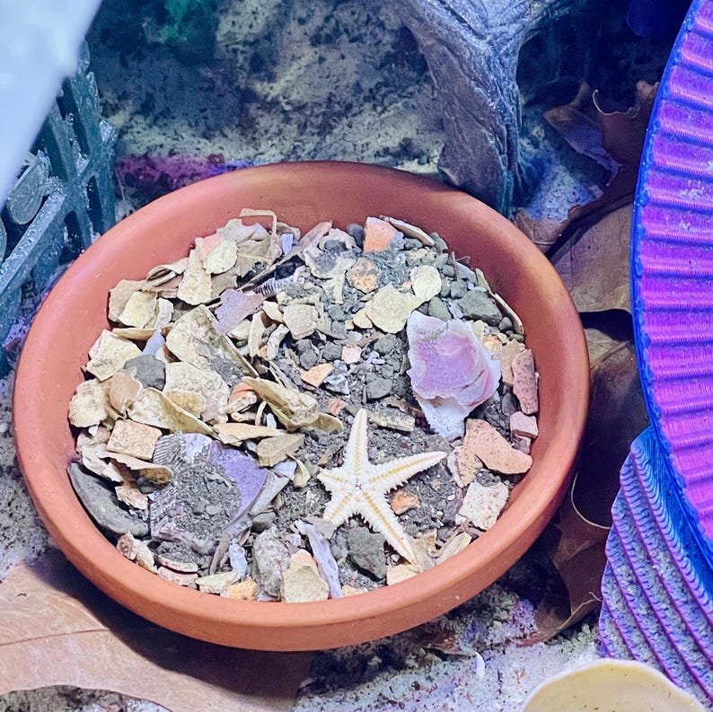 May include: A round terracotta bowl filled with a mixture of small gray stones, beige shell fragments, and a single white starfish. A larger, light purple shell piece is visible among the debris, which is contained within the smooth orange rim.