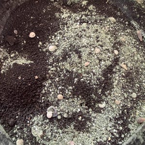 May include: A circular container filled with a mixture of dark brown soil and light green granular material. Small, light-colored seashells are scattered throughout the surface of the soil and granular mix, creating a textured, earthy appearance.